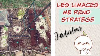 [POTAGER] Les limaces me rend stratège