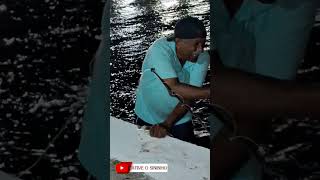 PESCADOR EXIBE SUA ESPADA NO ESPIGÃO #pescaria #pescador #praia #pescando ##short