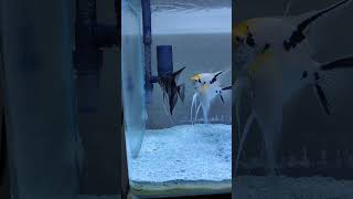 angelfish breeding | How to Breed Freshwater Angelfish | Angelfish Breeding At Home #fish #angelfish