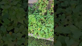 Couple Signs that Your Sweet Potatoes are Ready to Harvest || DHBG