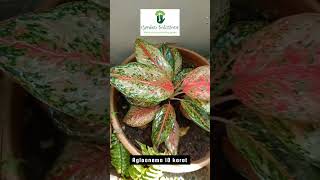 Aglaonema | Chinese Evergreen | Varieties #aglonema #chineseevergreen #indoorplants #shorts #viral