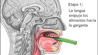 Video explicativo sobre deglución