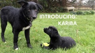 NEW LABRADOR PUPPY: Kariba's First Day