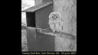 Tawny Owl Box - Owlet - 22 Jun 2021  #Shorts  #VitaminN