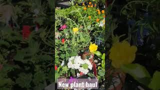 beautiful native plants for my Texas backyard butterfly garden