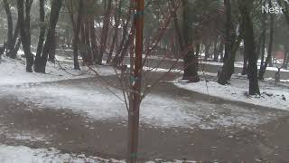 Julian Cabins Deer in the Front Yard Enjoying the Snow!