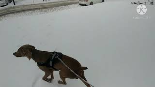 WEIMARANERA'S 1ST WINTER SNOW