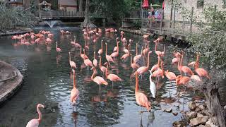 Flamingos at San Antonio Zoo