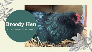 Broody Hen - Elsie wants baby chicks