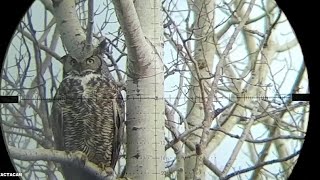 Called in a Great Horned Owl