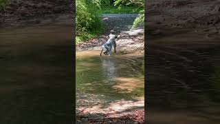 Virginia Creeper Trail #virginiacreepertrail #nature #familyvacation #biketrail #virginia