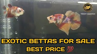 EXOTIC BETTA PAIRS FOR SALE | AFFORDABLE PRICE | TRICHY AQUATICS