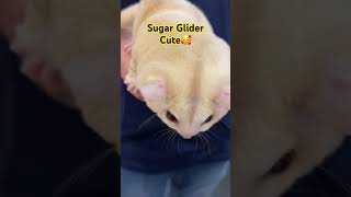 Cutest Sugar Glider #sugarglider #animals #pets #cuteanimals #petlover #anime #emporium #pluit #pik