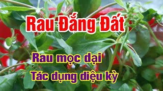 Rau Đắng Đất có tác dụng gì? Vị thuốc dân gian giúp bảo vệ gan |sức khoẻ| Hằng Lê HG85