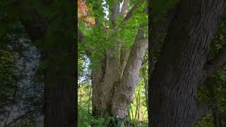 Giant Silver Maple (Acer saccharinum)