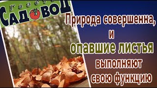 Природа совершенна, и ОПАВШИЕ ЛИСТЬЯ выполняют свою функцию