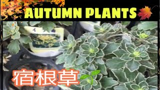 BEAUTIFUL FLOWERS 🌸 IN GARDEN CENTER |  Joyful Honda Japan | Plant Shopping