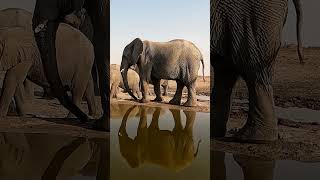 Elephant in Etosha National Park, Namibia.