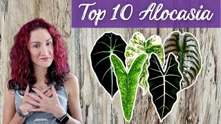 10 Must Have Alocasia Plants