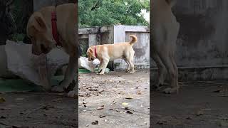 Bruno the Labrador 🥰#shorts #dog