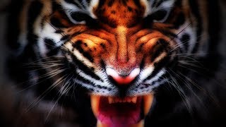 Tiger Epic Roar in the movie