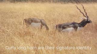 Velavadar Blackbuck sanctuary safari Bhavnagar Wildlife Gujarat India, grassland, migratory birds