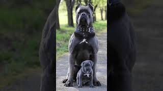 #Capcut #kattekopcobenapycb #ietok #canecorso #canecorsopuppy #dog #puppydog