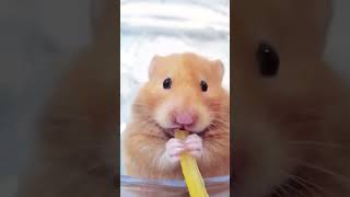 Hamster eats paprika 🤗