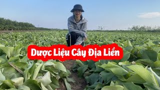 Vườn Cây Dược Liệu Địa Liền ! Mua Cây Địa Liền Ở Đâu ?