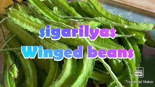 Sigarilyas simple recipe (winged beans)