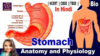 मानव पाचन तंत्र | Stomach Anatomy | Human Digestive System