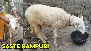 Saste Rampuri Mende | White Rampuri Sheep | Jahangirabad Bandlaguda | Hyderabad