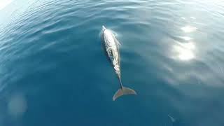 Amazing Dolphin Show