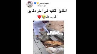 شاهد كيف انقذوا الكلب في اخر دقائق 😓