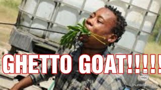 GHETTO GOAT PART 2..WHAT IS THE GOAT UP TO??