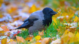 Hooded Crow Foraging in Autumn Amongst the Fallen Leaves [4K]