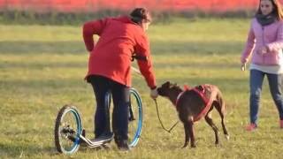 Dog Scooter Myfootbike