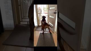 Boerboel Stranger at The Door !! #boerboel #shortsfeed #trending