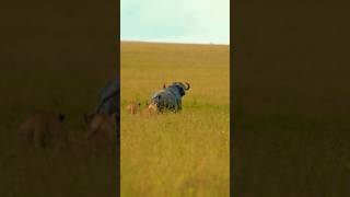 Lions Chasing Buffalo 🦁 🦬 #wildlife #youtubeshorts #lionschasingbuffalo