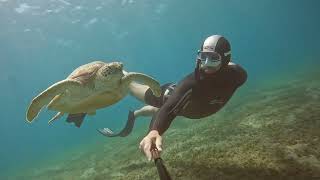 Freediving with turtles and stingrays Marsa Alam Egypt 05.2022 (4K .60p GoPro Hero10 )