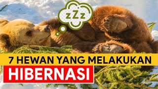 7 Hewan yang Melakukan Hibernasi