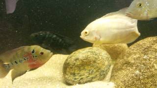 Flowerhorn VS Geophagus brasilensis