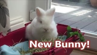 Meet my NEW BUNNY!