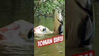 #tomanbiru