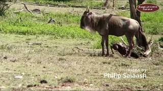 Wildebeest with Newborn Calf in Ol Kinyei Conservancy, Maasai Mara