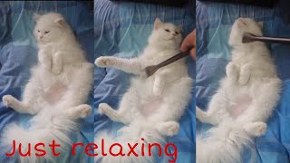 CAT LOVERS | Don't disturb me, I'm just relaxing |How to Gain Trust of Persian Cats. #Shorts