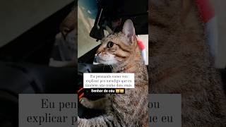 Socorro Deus #gatos #gateiras #cat #gateiro #memes #gateira #gateiros #gato