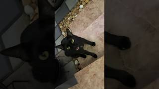 Cat Meowing video#Black cat with Green eyes# Special breed# cats#youtubeindia