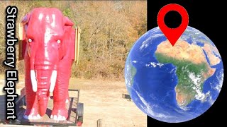 Strawberry elephant on google earth and google maps