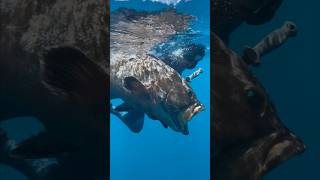 The big black grouper that didn’t get away! Fish was shot at 85’ and retrieved at 108’! #shorts #fyp